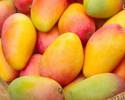 Kesar Mango Plant